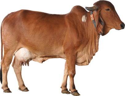 Gir Cow